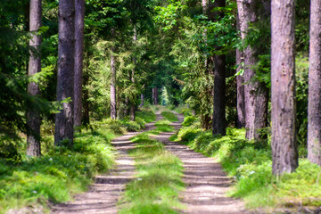 path in the forest