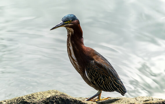 Green heron with extended neck stands on a boulder in the water and observes the water.