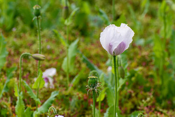 pink poppy flower