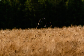 ears of wheat