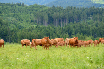 cows in the meadow