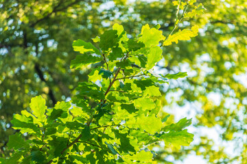 Obraz premium Green oak leaves background. Plant and botany nature texture. green oak leaves in woods