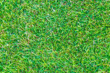 Green grass texture. Field of green grass, a lawn in spring. Background of color grass. Closeup of a freshly mowed lawn, park. Sports turf surface.