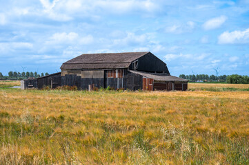 Old brown barn in the golden wheat fields in Knokke Heist, West Flanders, Belgium