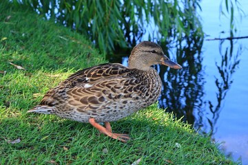 水辺にくつろぐカモ