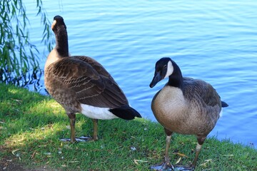 Canada goose（カナダ雁）