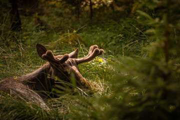 moose sleeping in the grass