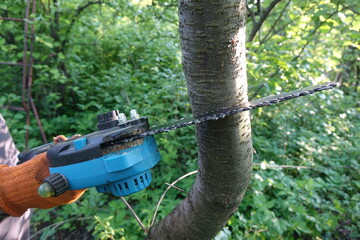 Tree pruning with an electric saw. Automatic battery-powered saw for easy tree branch pruning. Garden power tool.