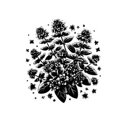 Black and White Illustration of Oregano Plant.