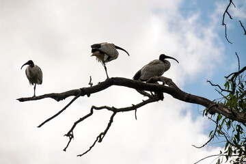 Australian White Ibis (Threskiornis molucca)