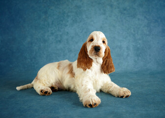 Portrait of an English Cocker Spaniel puppy.  The dog is lying down. The color is orange roan. Age 2 months.