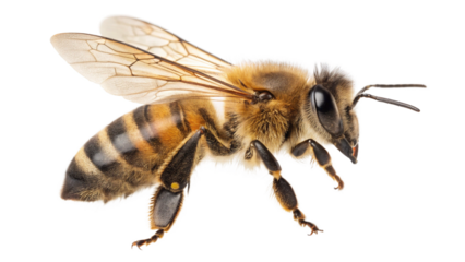 Honey bee close up macro photography detailed wings insect flying pollinator isolated black background