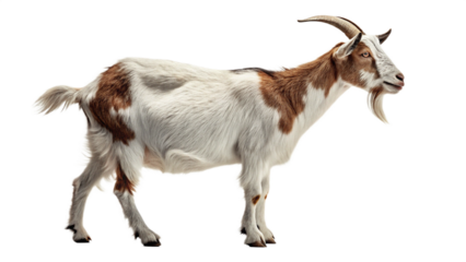 Isolated goat stock photo: white and brown goat standing on black background for design and commercial use
