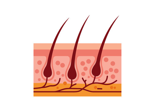 Close up view of healthy hair follicles and skin layers showing the root and bulb structure of strands growing from the dermis outwards towards the surface