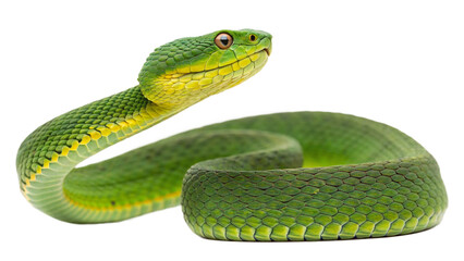 Green tree viper snake close up macro shot wildlife reptile serpent dangerous animal exotic pet nature photography