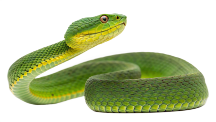 Green tree viper snake close up macro shot wildlife reptile serpent dangerous animal exotic pet nature photography