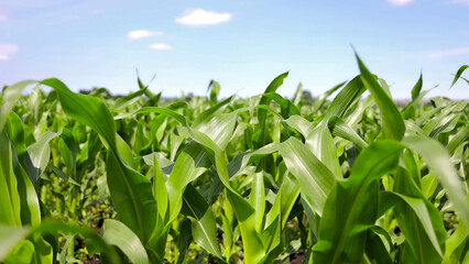 Close-up of young green corn plants in field. Fresh green corn leaves growing in an agricultural field under a bright blue sky during summer, symbolizing crop growth.
