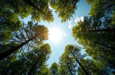 Obraz premium Looking up through tall green trees towards bright blue sky with shining sun. Sun rays filter through leaves creating majestic forest scene. Image signifies sustainability, nature, beauty of natural