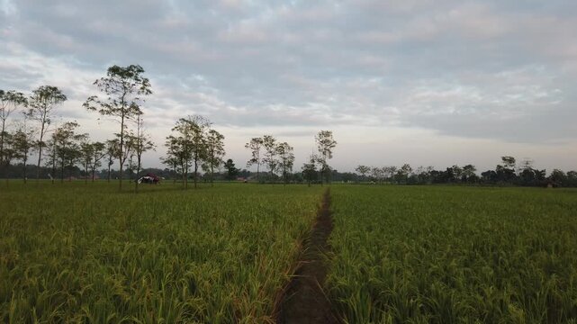 West Java July 13, 2025
Rice Fields Q2k