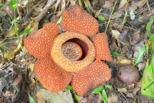 Blooming Rafflesia in the rainforest of Borneo, Sabah, Malaysia.