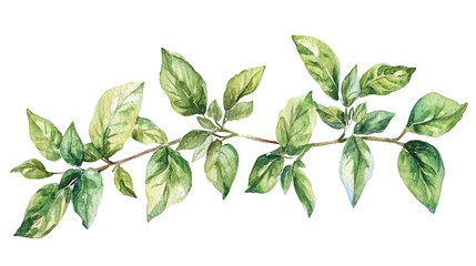 Obraz premium Watercolor frame with space for text, suitable for botanical branding and packaging isolated on transparent background 