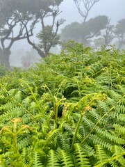 Wanderung zum Feenwald, ein  Lorbeerwald, bei Fanal auf Madeira 