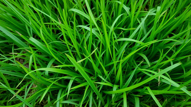 Green grass / herbe verte