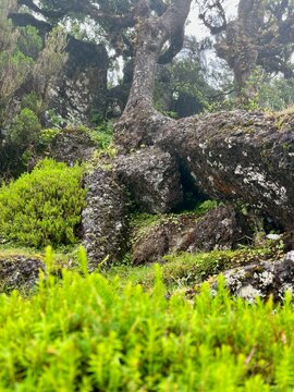 Wanderung zum Feenwald, ein  Lorbeerwald, bei Fanal auf Madeira 