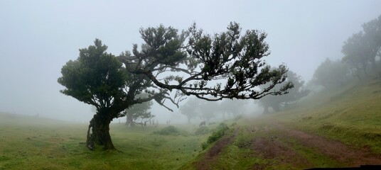 Wanderung zum Feenwald, ein  Lorbeerwald, bei Fanal auf Madeira 