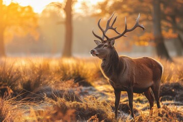Red Deer in morning Sun.