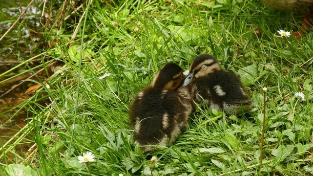 Cute fluffy newborn ducks sleeping in the  green grass by the lake 