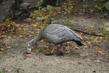 Obraz premium A wild goose foraging in a park during autumn among fallen leaves