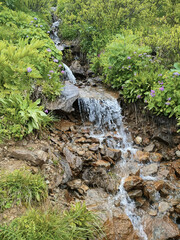 Obraz premium Mountain stream of purest transparent spring water among green grass, bright purple flowers