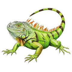 Obraz premium Vibrant Green Iguana Illustration Detailed Tropical Reptile Animal Artwork Isolated