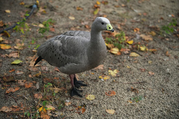 Unique waterfowl waddling on a sandy shore surrounded by autumn leaves