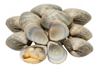A pile of several hard clams, with one clam opened to reveal the edible meat inside the shell on transparent background