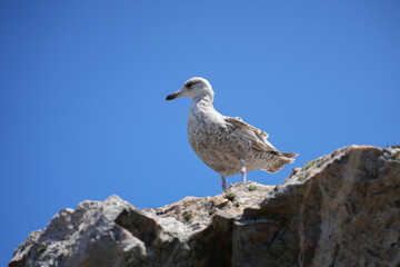 A seagull stands proudly on a rugged rock against a clear blue sky on the coast of Brittany.