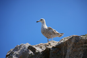 A profile view of a seagull perched on a rock, set against a vast blue sky on the Brittany coast.