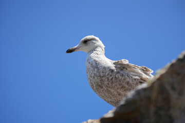 A detailed close-up portrait of a seagull's head, showing its sharp eye and beak, on the coast of Brittany.