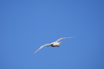 A seagull soaring gracefully in flight against a clear, bright blue sky in Brittany, France.