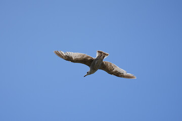 A dynamic shot of a seagull in a steep dive, captured in mid-flight against a blue background in Brittany.