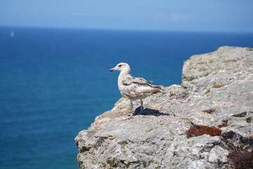 A seagull stands on a rocky cliff overlooking the blue sea on the coast of Brittany, France.