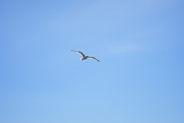 A minimalist photo of a single, distant seagull flying in an immense, clear blue sky above Brittany.