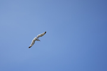 An elegant seagull captured from below as it soars through the clear blue sky over the Brittany coast.