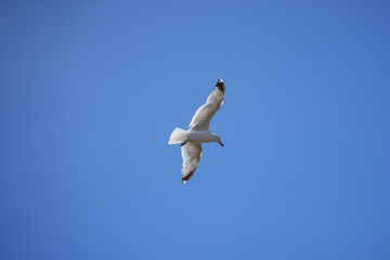 A seagull with wings outstretched glides effortlessly through a clear blue sky on the coast of Brittany.