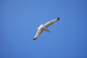 A dynamic shot of a seagull banking in flight, showing its wing control against a bright blue sky in Brittany.
