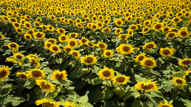 Vista aerea di coltivazione gdi girasoli