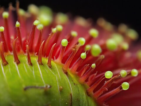 close up of a red flower