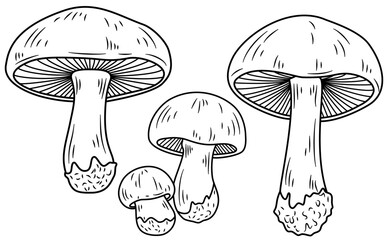 Mushrooms forest fungi icons set vector. Nature fresh, plant autumn, organic vegetable mushroom food forest fungi black contour illustrations
