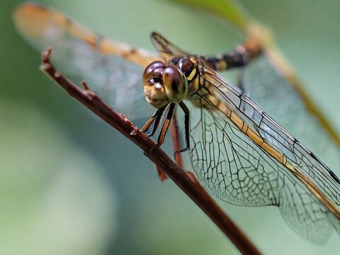 close up of a dragonfly